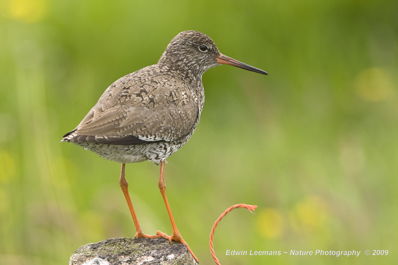 Common Redshank - Tureluur