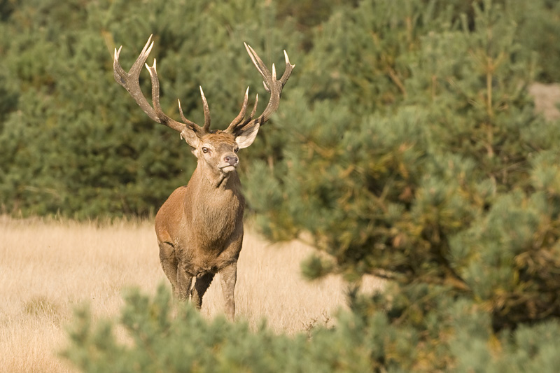 Red Deer - Edelhert