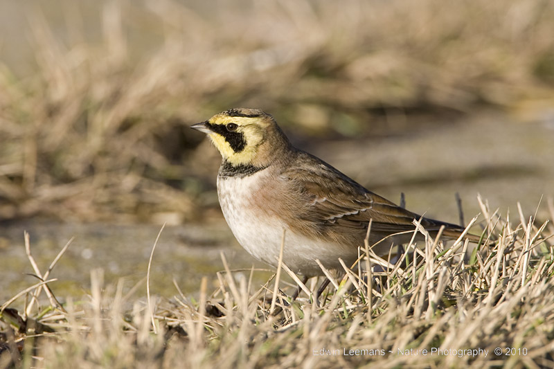 Shore Lark - Strandleeuwerik