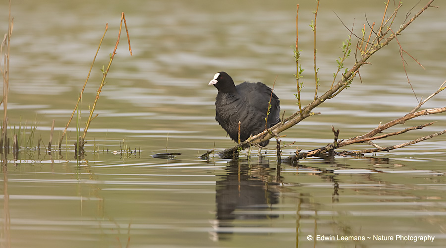 Coot - Meerkoet