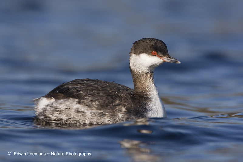 Slavonian Grebe - Kuifduiker