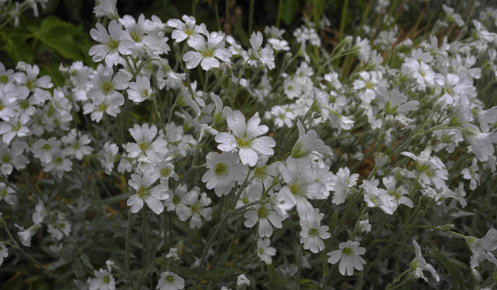 White flowers