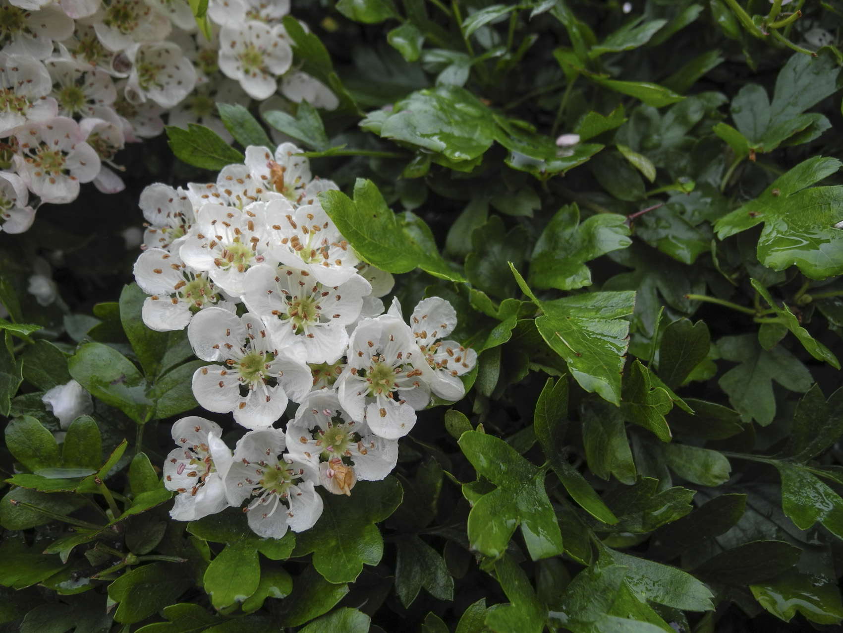 May blossom