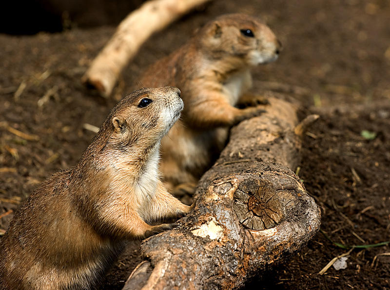 Two Prairie Dogs