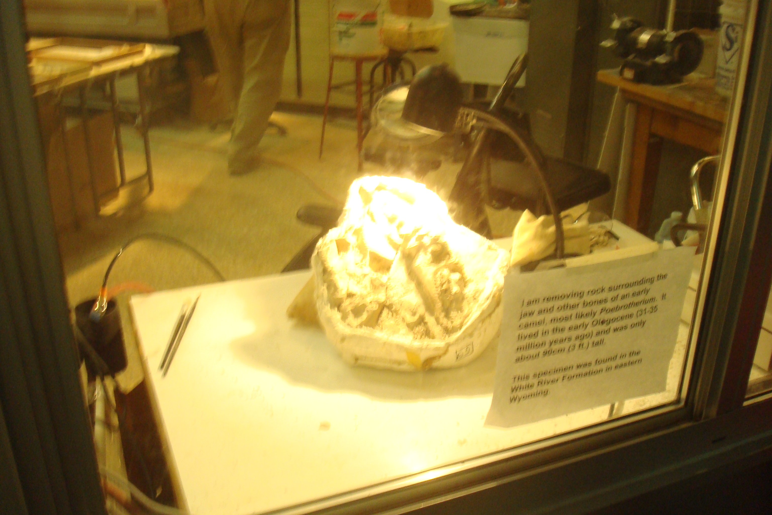 Smithsonian Museum of Natural History