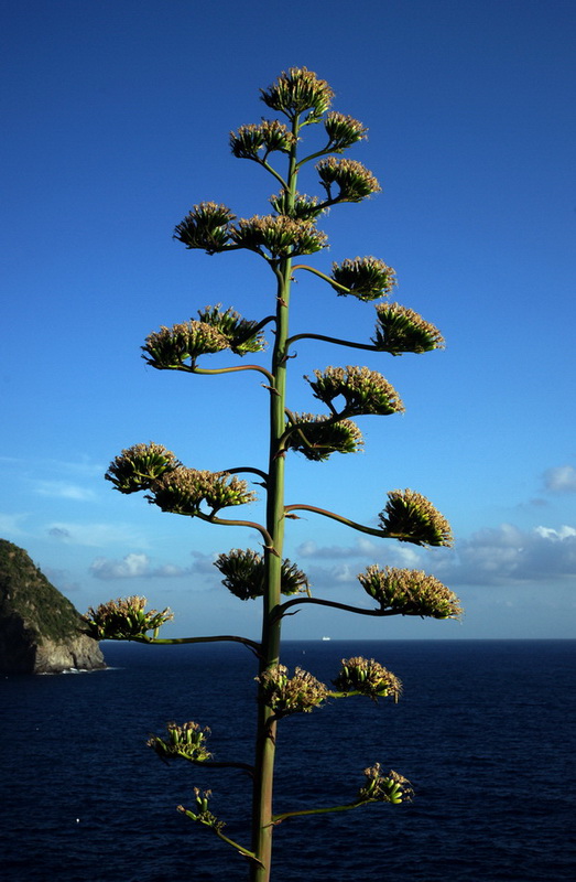 Riomaggiore_027.JPG