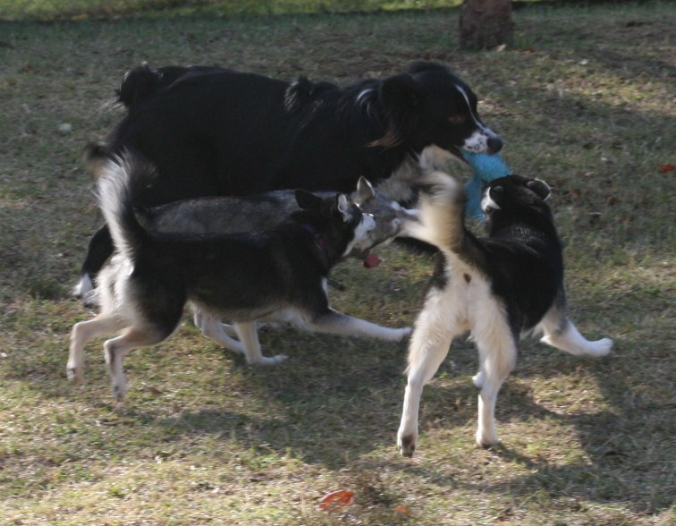 Shadow &  Pack 111508 103.JPG