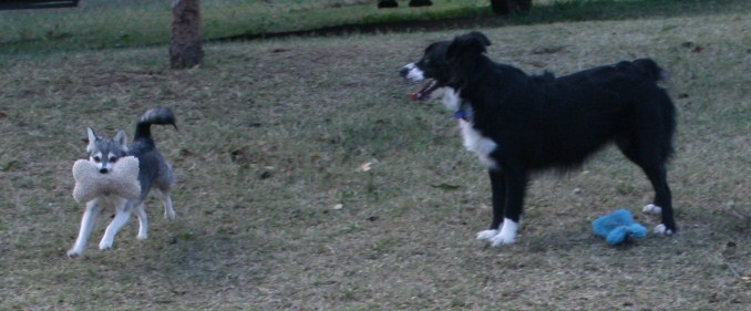 Foxxy & Shadow 111508 125.JPG