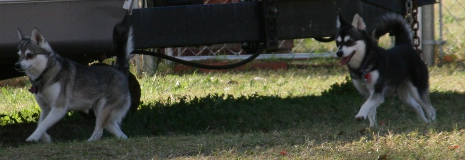 Foxxy & Rio 111508 192.JPG
