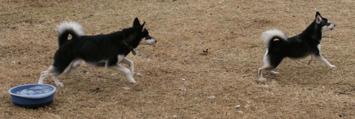 Bear & Rio  lovebirds122008 003.JPG