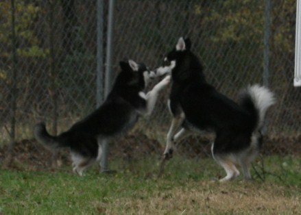 Rio & Bear lovebirds122008 120.JPG