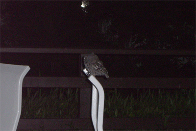 flag51.gif