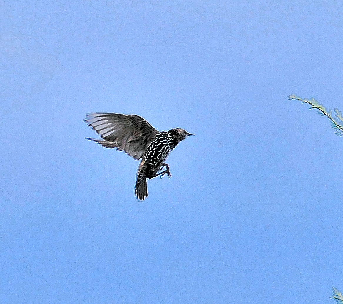 DSC_5232.JPG