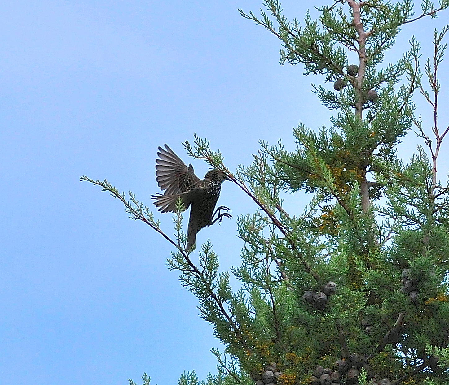 DSC_5234.JPG