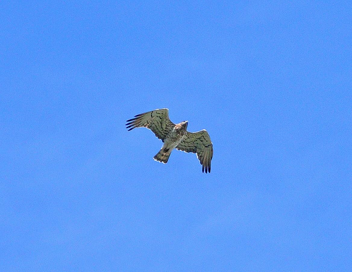 DSC_3078.JPG