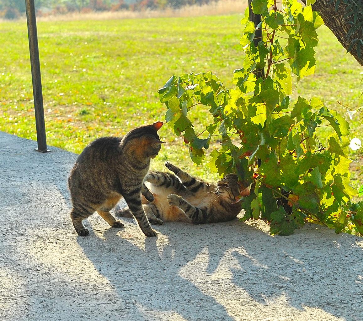 DSC_3886.JPG