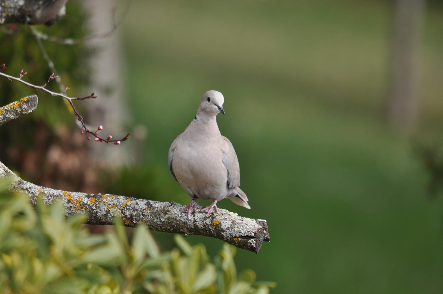 DSC_0457.JPG