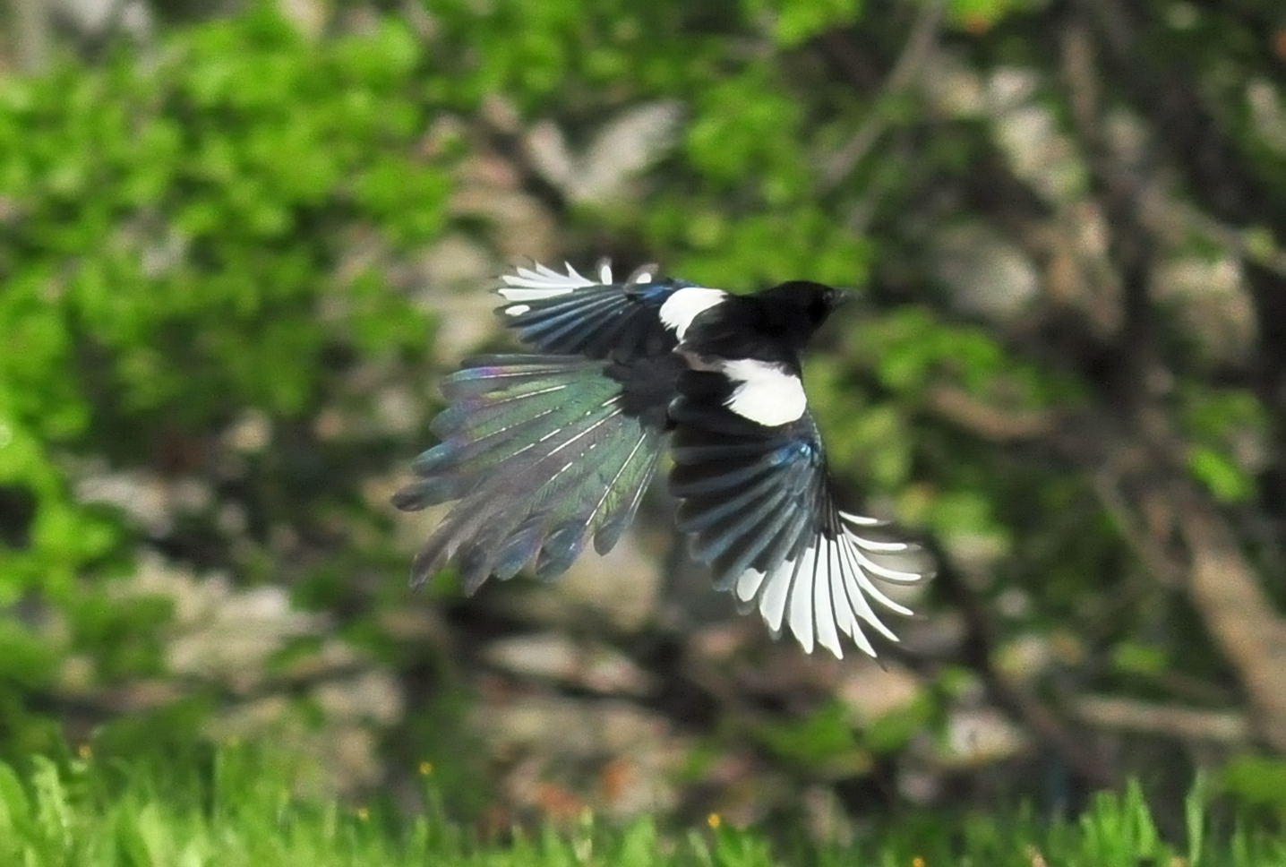 DSC_0890C.jpg
