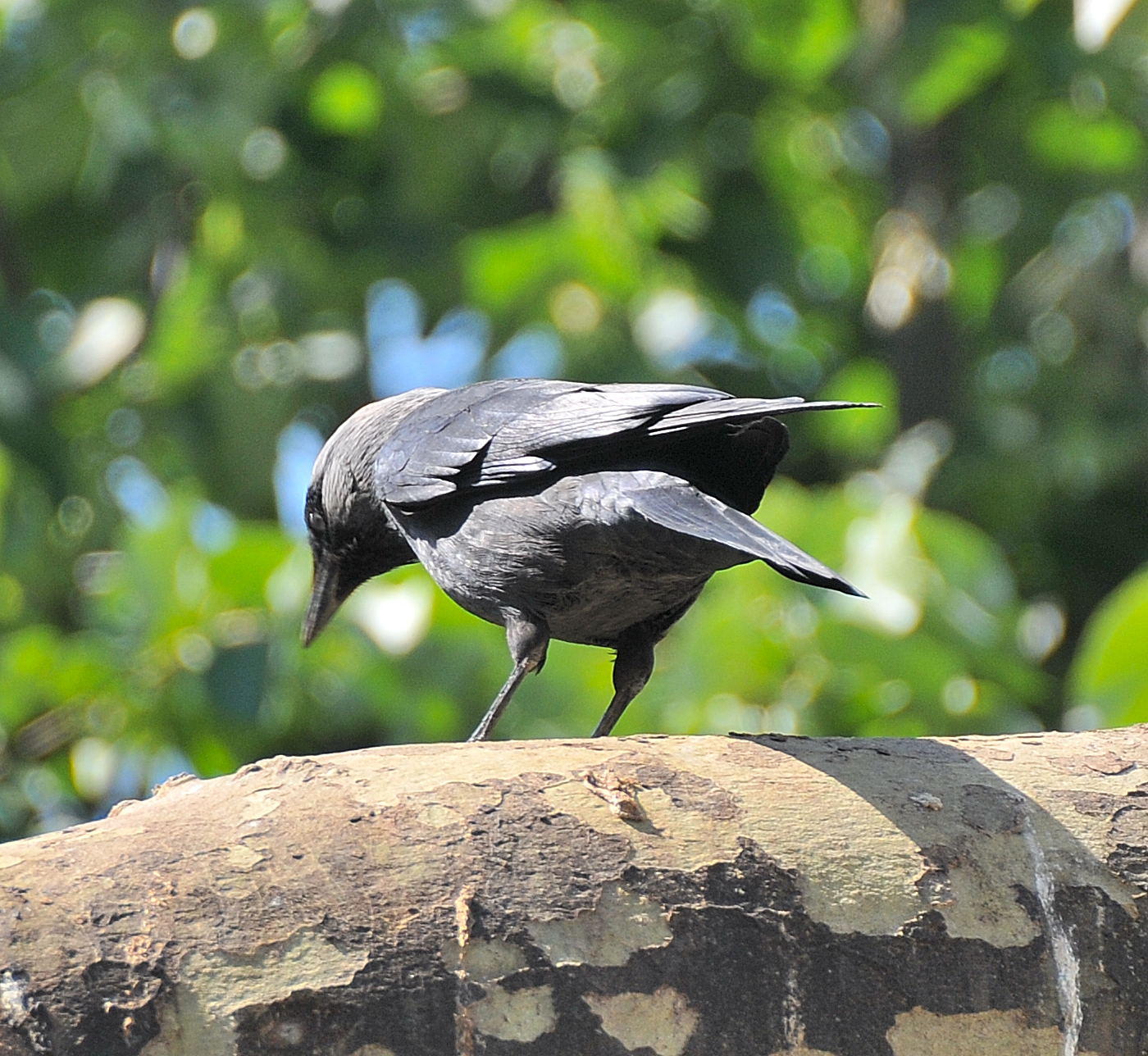 DSC_0610c.jpg