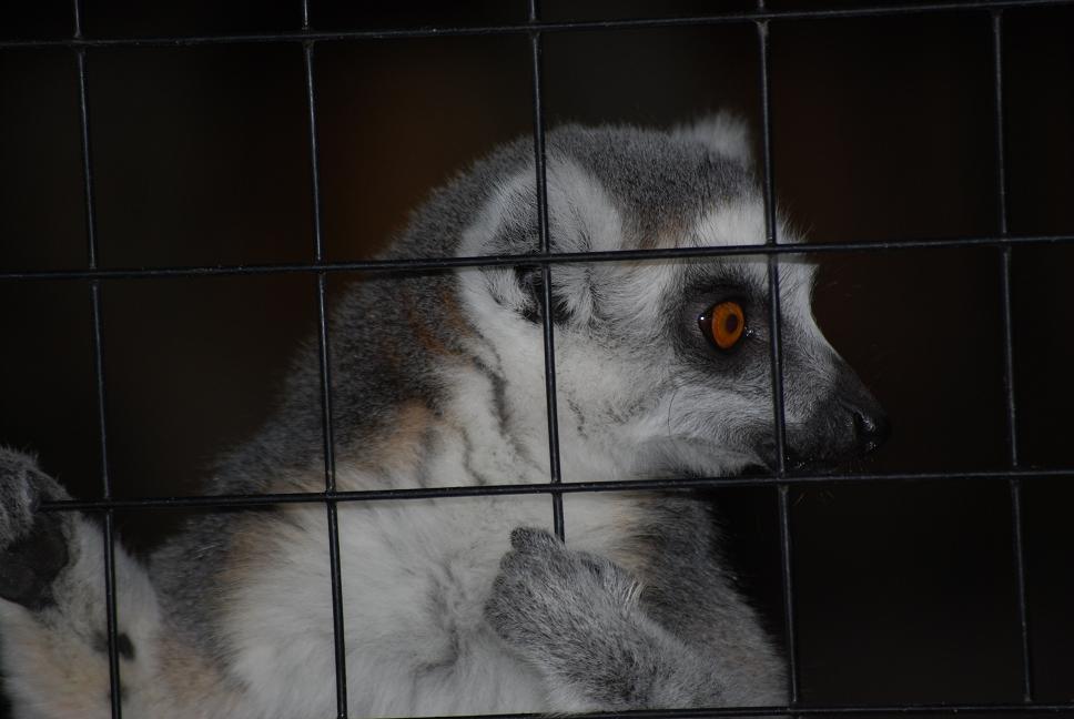 skansen lemur