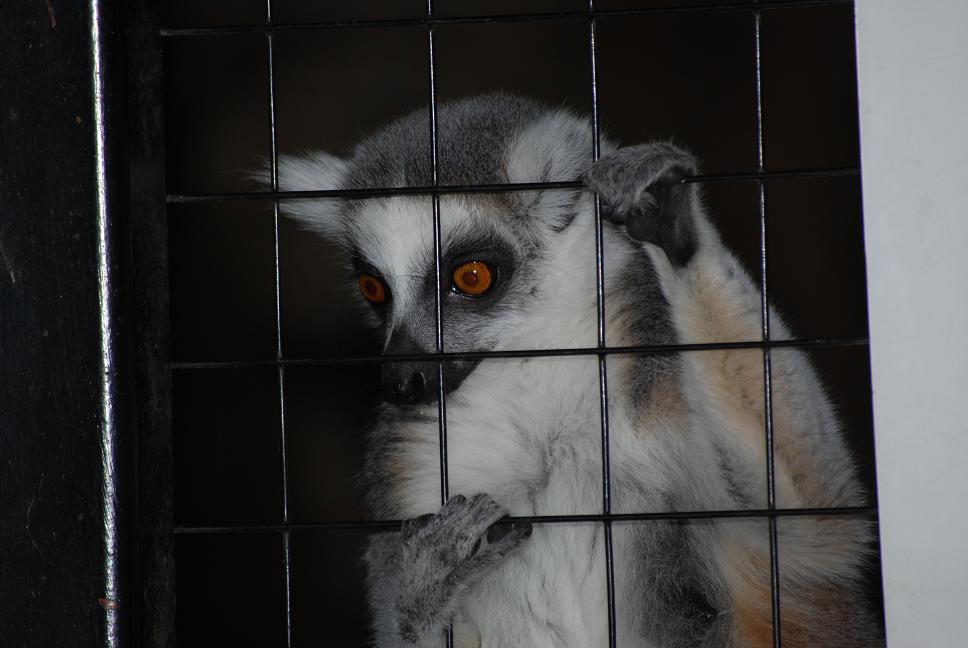 skansen lemur