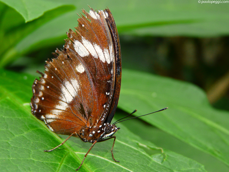 Hypolimnas bolina