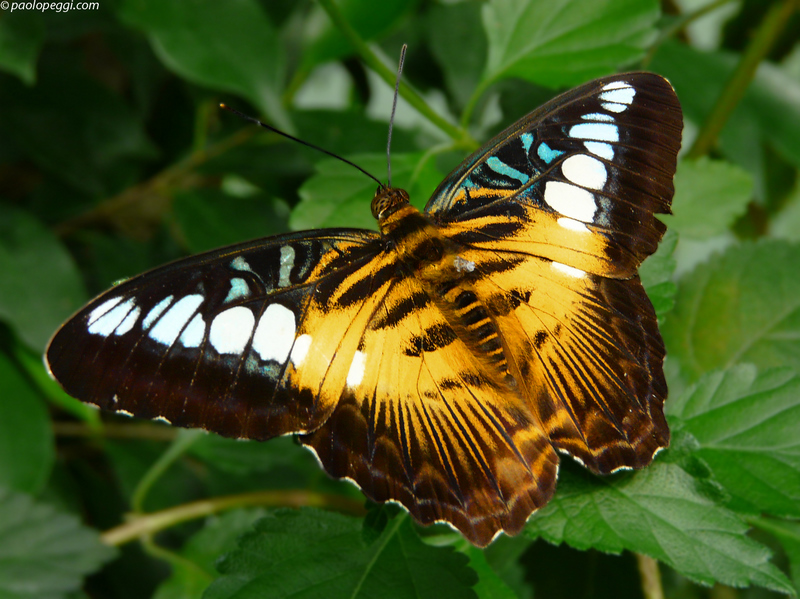 Parthenos sylvia