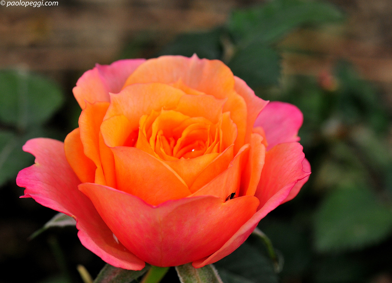 For all mothers ... 08 May 2011