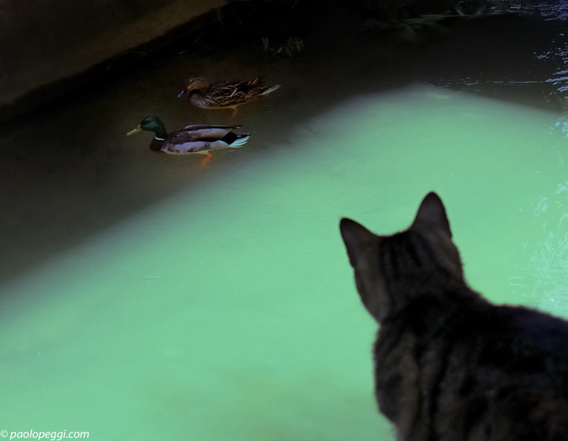The terrible hunter.