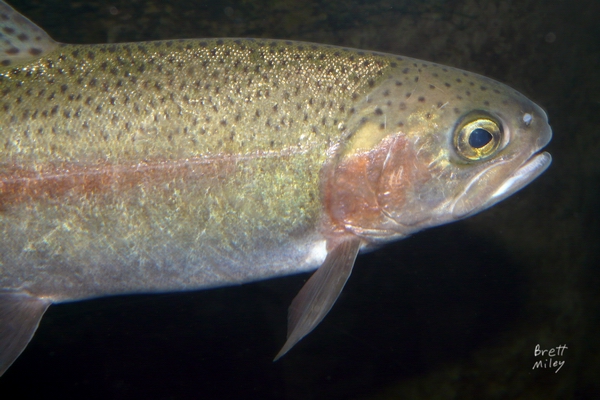 troutrnbw9045_Rainbow Trout