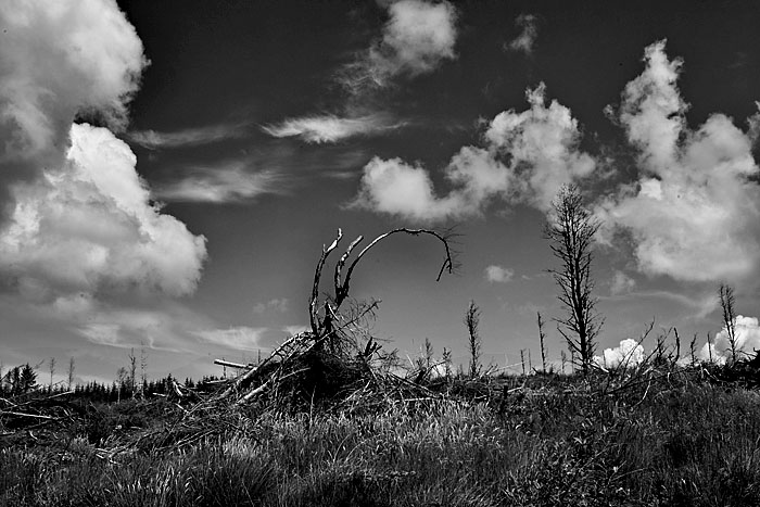 burned forest .jpg