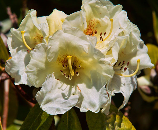 white rhododendron 2.jpg