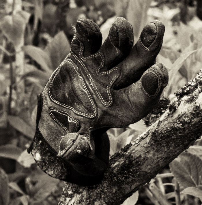 glove on tree 2.jpg