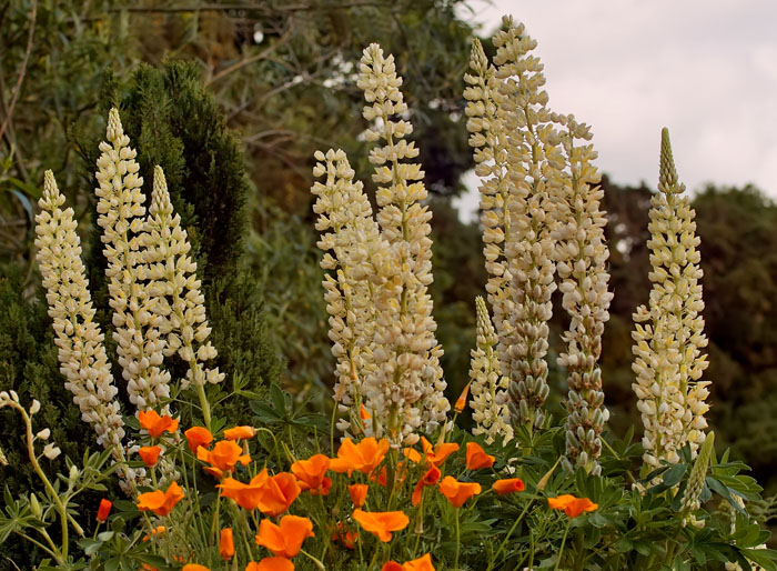lupins .jpg