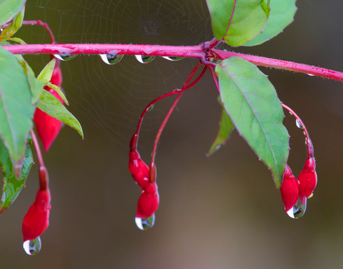 fuchia raidrops and cobweb.jpg