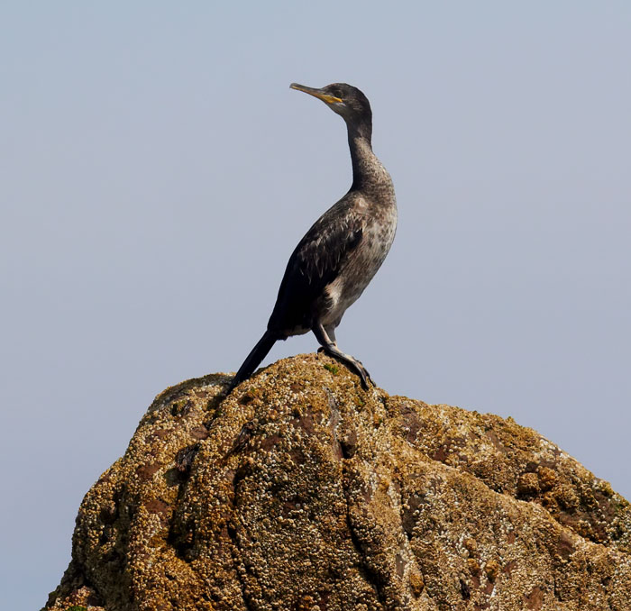 cormorant on rock .jpg