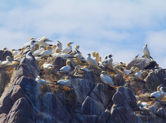 gannet colony 2.jpg