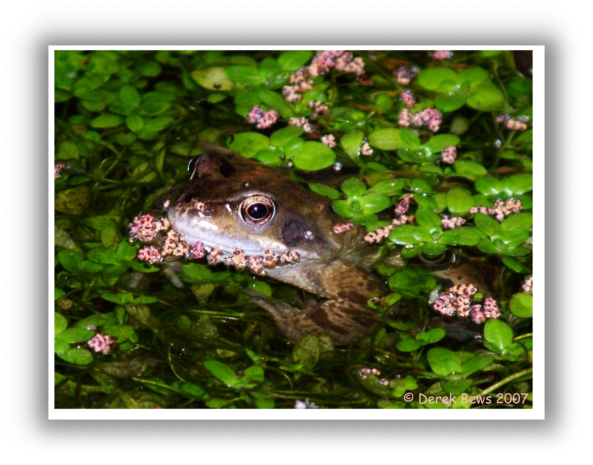 Garden Frog