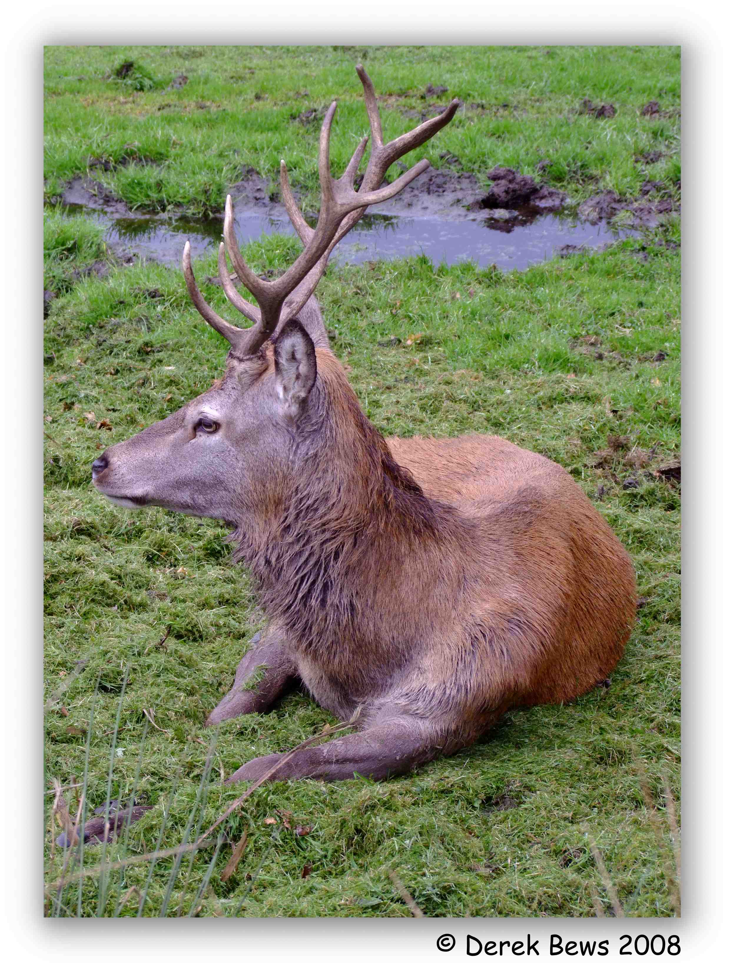 Dominant Stag