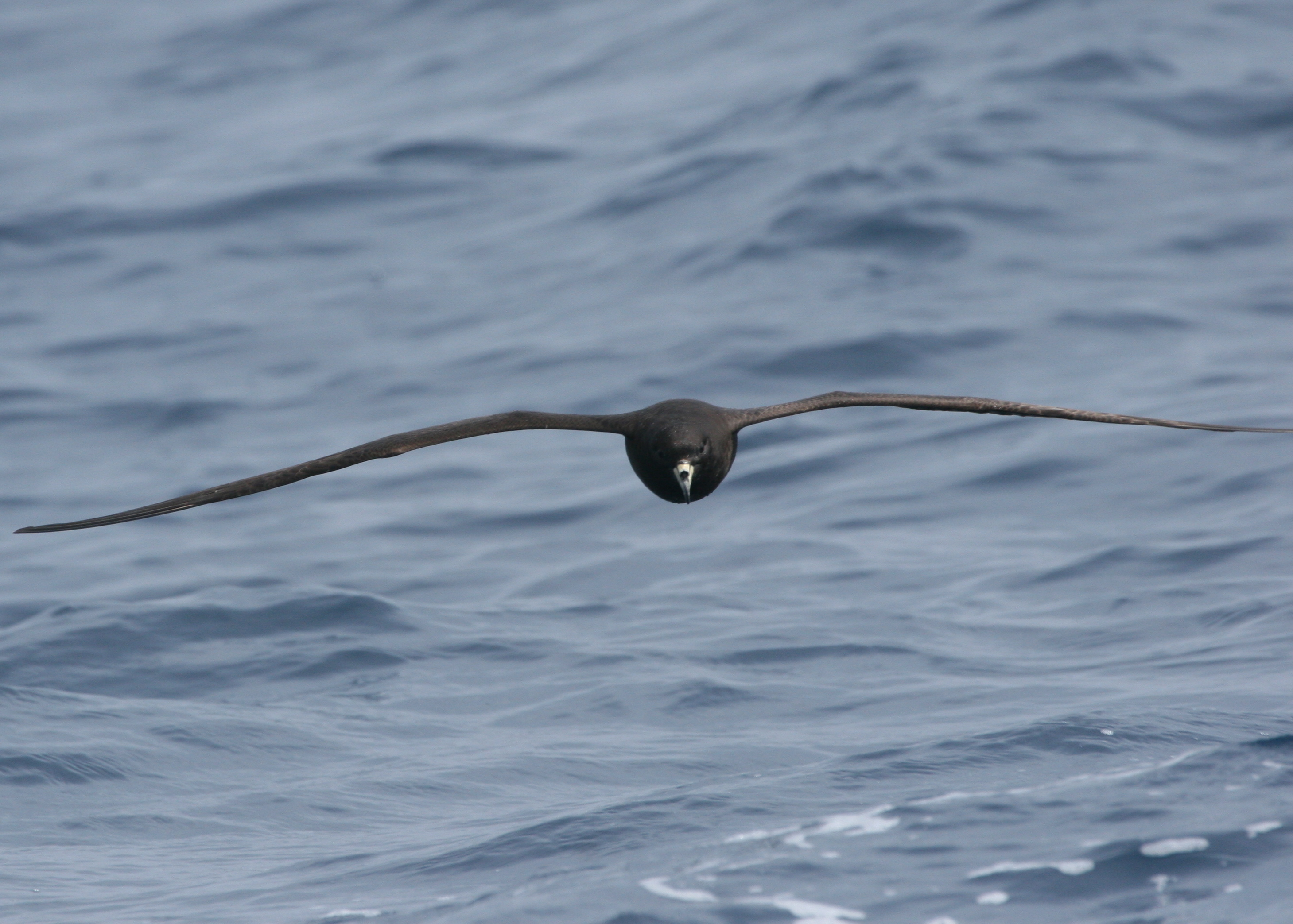 Black Petrel