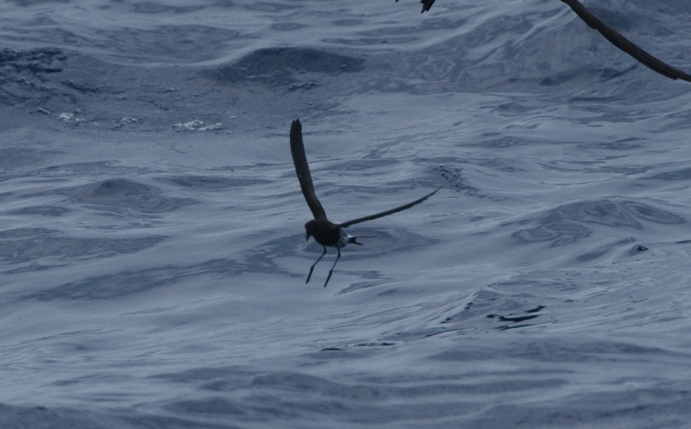 New Caledonian Storm-Petrel