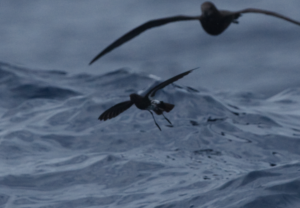 New Caledonian Storm-Petrel
