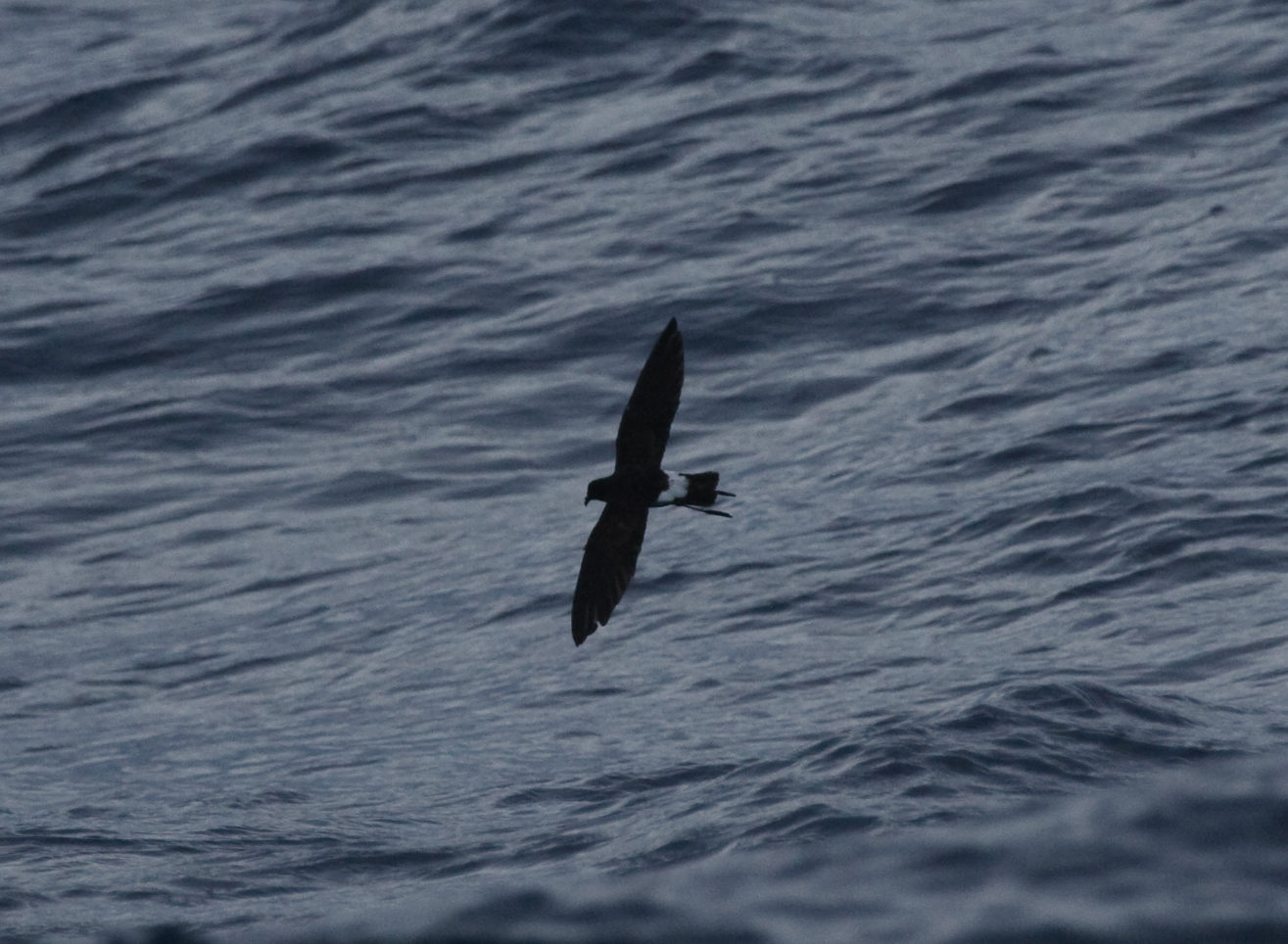 New Caledonian Storm-Petrel