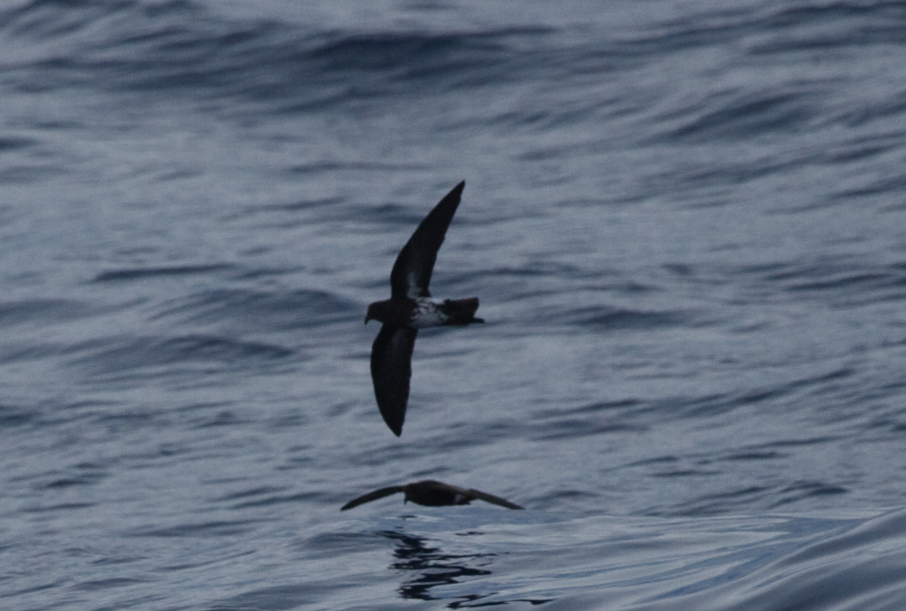 New Caledonian Storm-Petrel