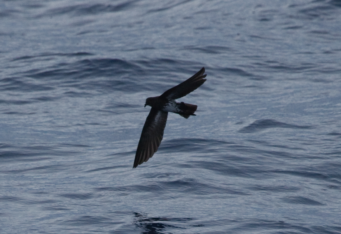 New Caledonian Storm-Petrel