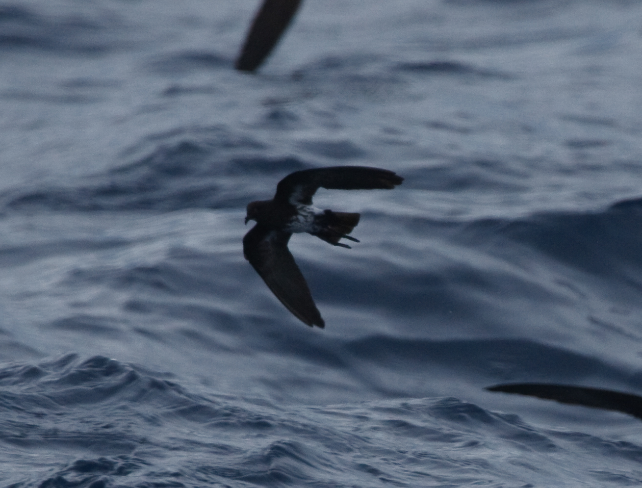 New Caledonian Storm-Petrel