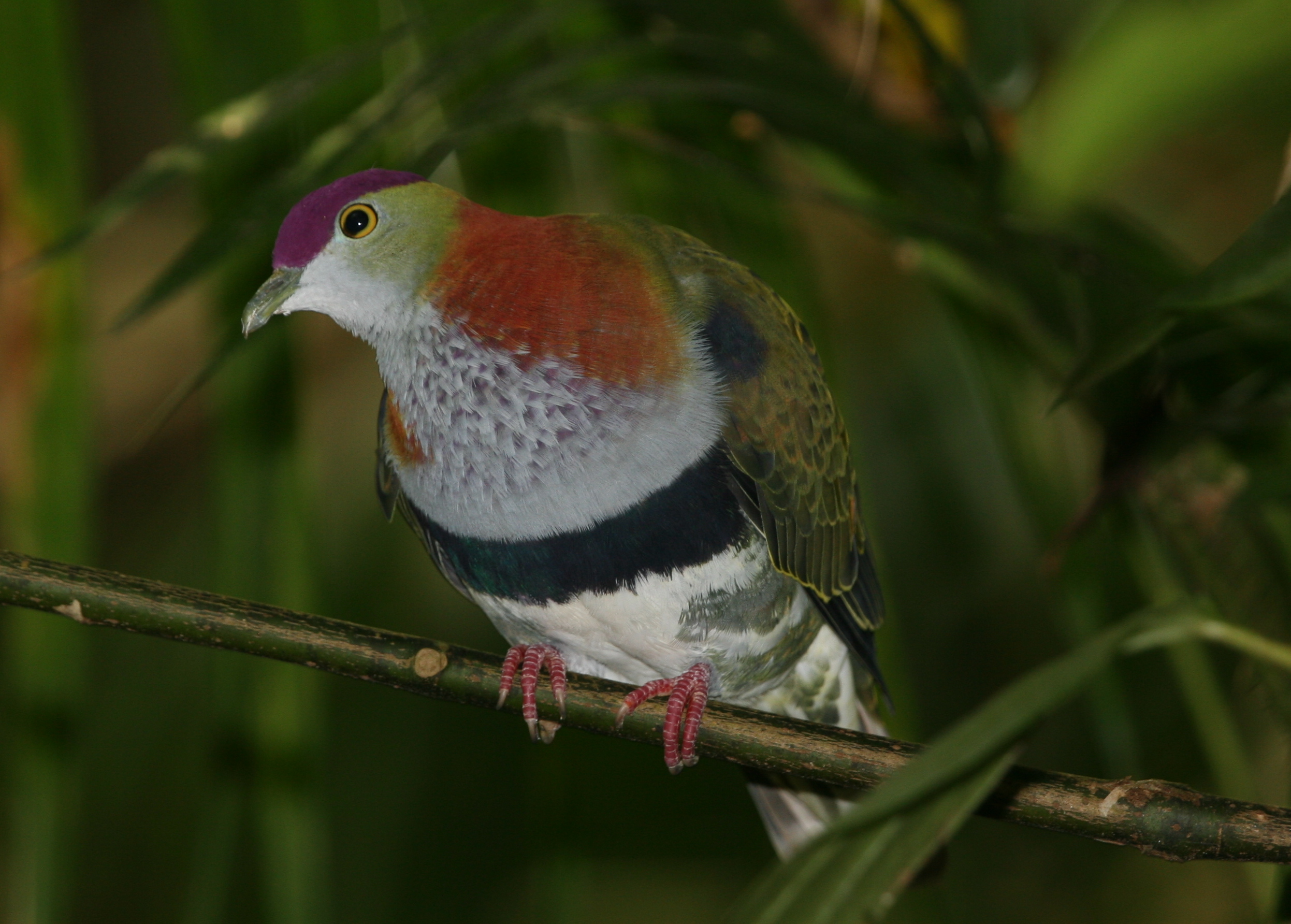 Superb Fruit-dove