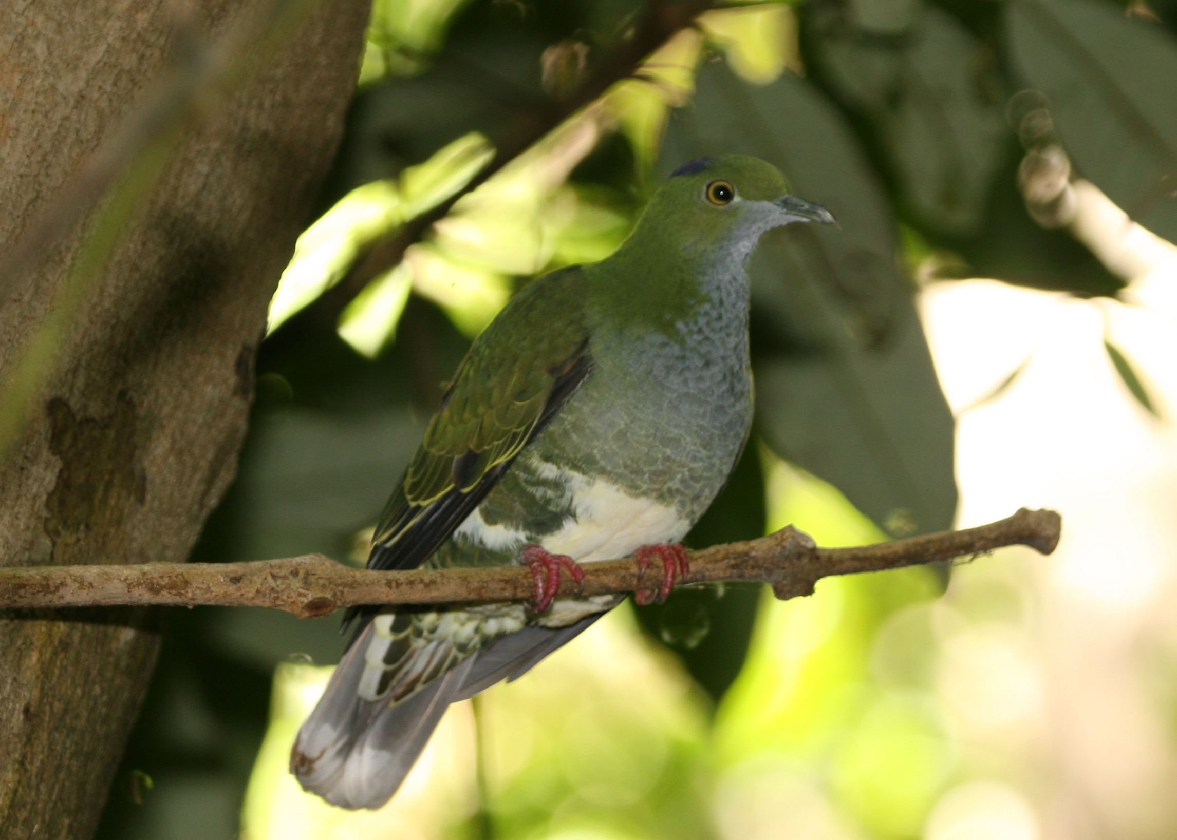 Superb Fruit-dove