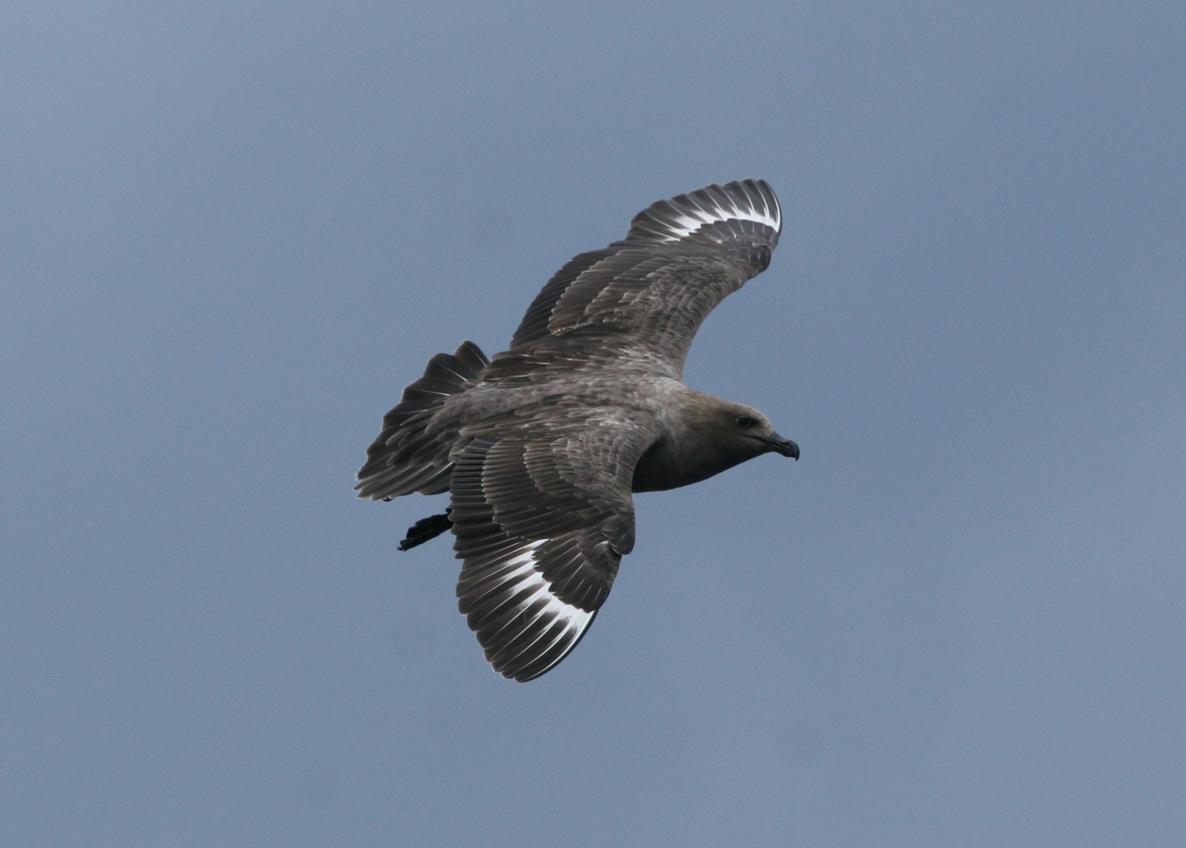 South-polar Skua