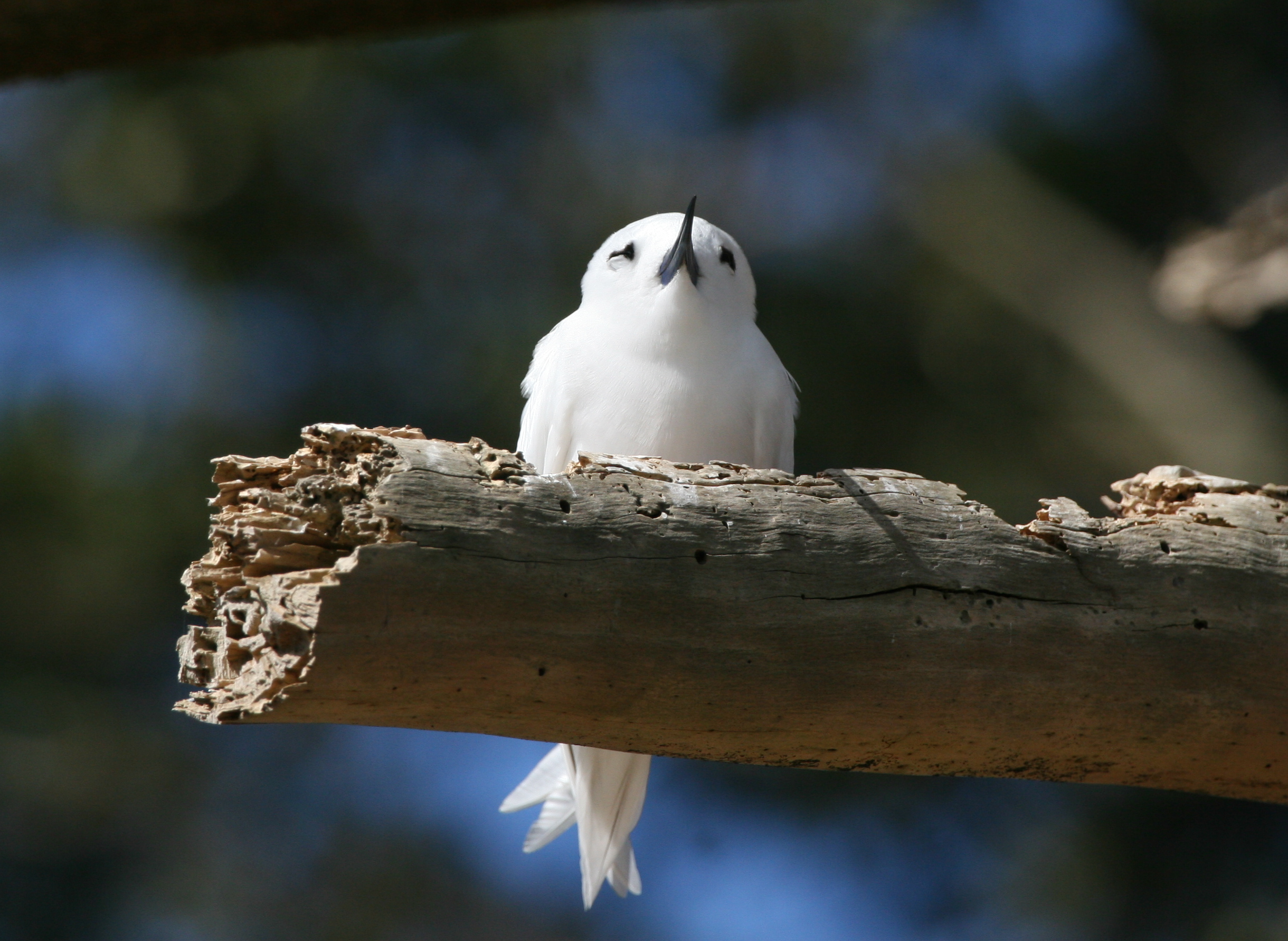 White Tern